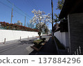 Magnolia flowers blooming by the roadside 137884296