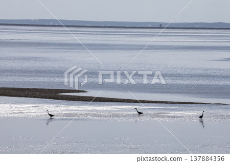 野付灣的野生鳥類 137884356