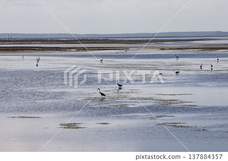 野付灣的野生鳥類 野付灣的野生鳥類 137884357
