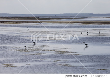 Wild birds of Notsuke Bay Wild birds of Notsuke Bay 137884358