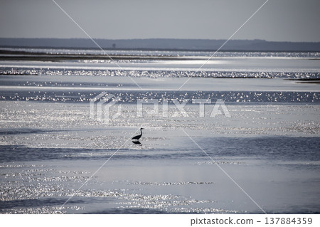 野付灣的野生鳥類 野付灣的野生鳥類 137884359