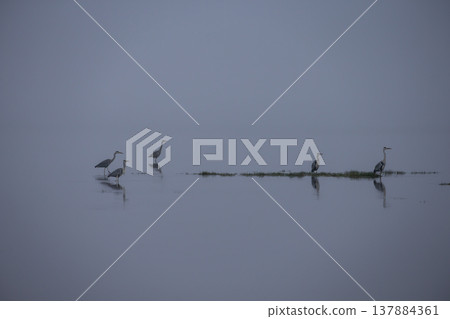 野付灣的野生鳥類 野付灣的野生鳥類 137884361