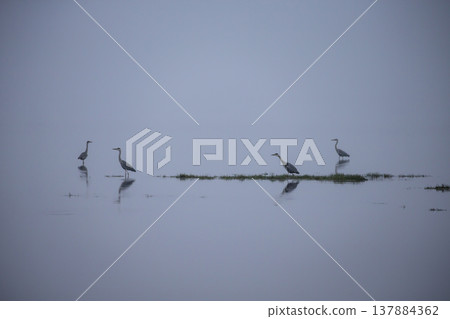 Wild birds of Notsuke Bay 137884362