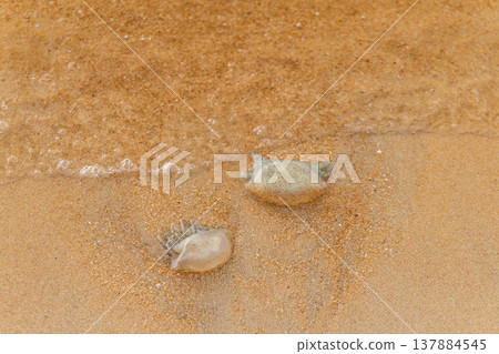 Two jellyfish stranded on tropical sandy beach in shallow water after tide Two jellyfish stranded on tropical sandy beach in shallow water after tide 137884545