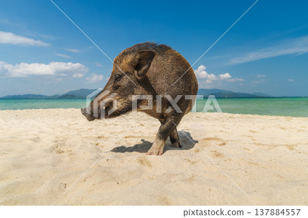 Wild boar walking on sandy tropical beach in Koh Samui Thailand with turquoise sea, distant islands, and wide sky  137884557