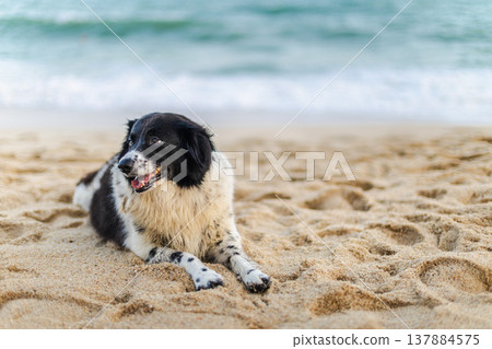 Black and white border collie type dog lying on sandy beach near ocean waves Black and white border collie type dog lying on sandy beach near ocean waves 137884575