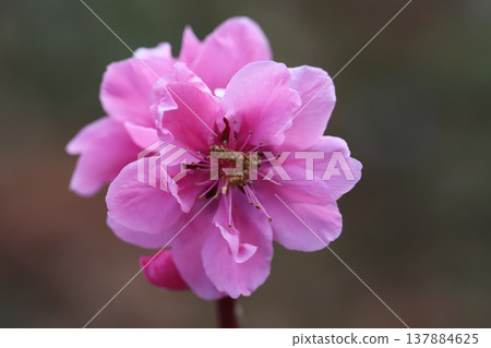 Pink peach blossoms (Yaguchi peach) blooming in the garden in early spring. Pink peach blossoms (Yaguchi peach) blooming in the garden in early spring. 137884625