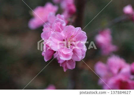Pink peach blossoms (Yaguchi peach) blooming in the garden in early spring. 137884627
