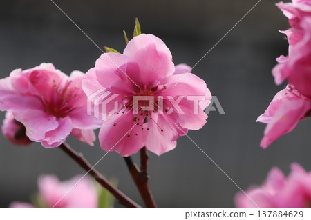早春時節,花園裡盛開著粉紅色的桃花(矢口桃)。 早春時節,花園裡盛開著粉紅色的桃花(矢口桃)。 137884629