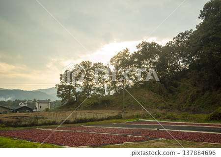 Han River bike path 137884696