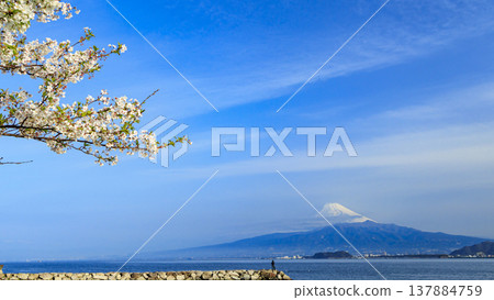 Mount Fuji with its snow-capped peak as seen from Uchiura, Numazu City, in the western part of the Izu Peninsula, across Suruga Bay. Mount Fuji with its snow-capped peak as seen from Uchiura, Numazu City, in the western part of the Izu Peninsula, across Suruga Bay. 137884759