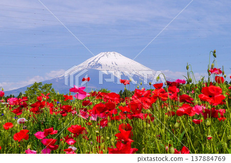 Flower and Mt. Fuji Flower and Mt. Fuji 137884769