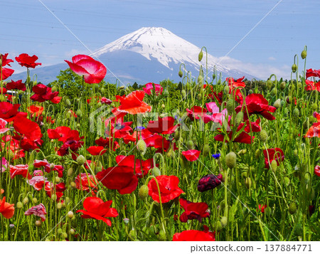 Flower and Mt. Fuji Flower and Mt. Fuji 137884771