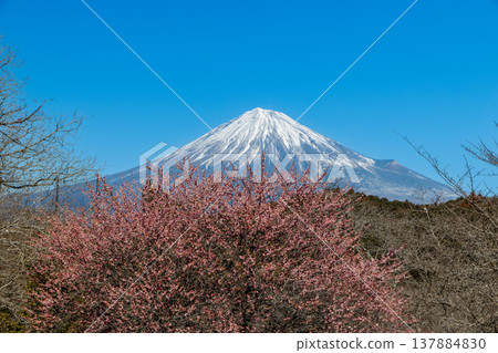 從岩本山公園眺望富士山,早春時節,白梅花競相綻放。 從岩本山公園眺望富士山,早春時節,白梅花競相綻放。 137884830