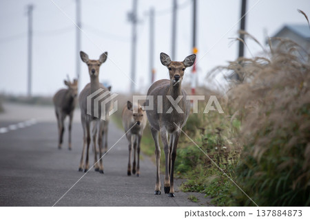 Ezoshika on the Noshi peninsula 137884873