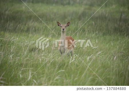 Ezoshika on the Noshi peninsula 137884880