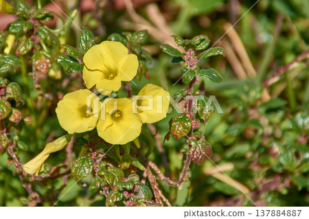 Wood sorrel flower or Oxalis pescaprae blooming in a sunny garden during spring in Spain Wood sorrel flower or Oxalis pescaprae blooming in a sunny garden during spring in Spain 137884887