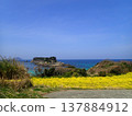 五島群島魚津崎公園的油菜花 137884912