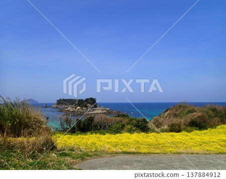 五島群島魚津崎公園的油菜花 五島群島魚津崎公園的油菜花 137884912
