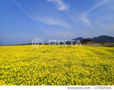 五島群島魚津崎公園的油菜花 五島群島魚津崎公園的油菜花 137884926