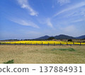 五島群島魚津崎公園的油菜花 137884931