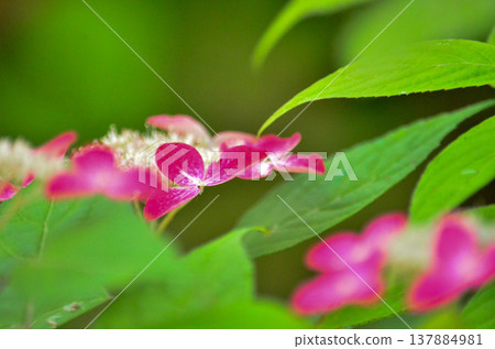 Mountain hydrangea 137884981