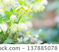 Double blooming Christmas rose 137885078