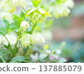 Christmas roses blooming in lime green 137885079