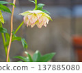 Christmas rose of double-bloom 137885080