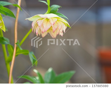 Christmas rose of double-bloom Christmas rose of double-bloom 137885080