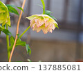 Double-flowered Christmas rose 137885081