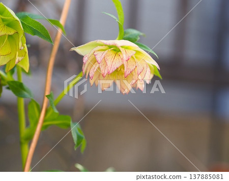 Double-flowered Christmas rose Double-flowered Christmas rose 137885081