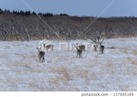 Winter peninsula peninsula 137885166