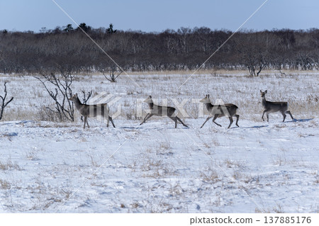 Winter peninsula peninsula 137885176