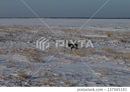 Winter peninsula peninsula Winter peninsula peninsula 137885181