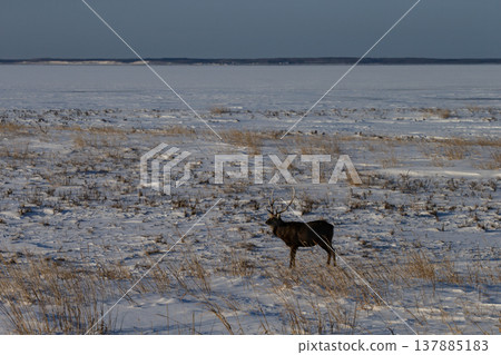 Winter peninsula peninsula Winter peninsula peninsula 137885183