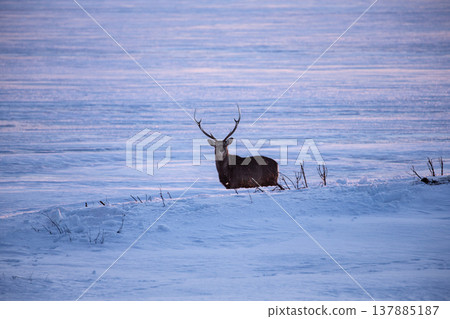 Winter peninsula peninsula Winter peninsula peninsula 137885187