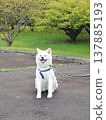 一隻秋田犬在公園散步時休息。 137885193
