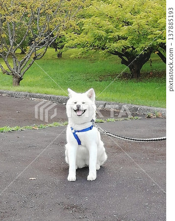 An Akita dog resting in a park during a walk. An Akita dog resting in a park during a walk. 137885193