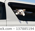 一隻秋田犬從車裡探出頭來 137885194