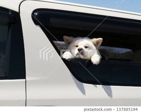 一隻秋田犬從車裡探出頭來 137885194