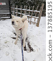 初雪和秋田犬 137885195