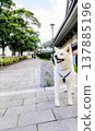 斜坡和秋田犬 137885196