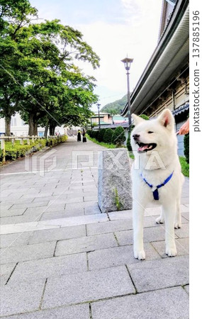 Slope and Akita dog Slope and Akita dog 137885196
