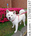 杜鵑花和秋田犬 137885197