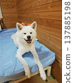 秋田犬盛裝打扮萬聖節 137885198