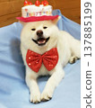 一個生日 137885199