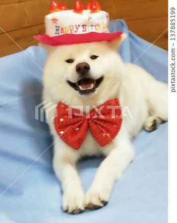 birthday birthday 137885199
