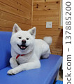 秋田犬放鬆地微笑 137885200