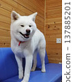 秋田犬 137885201